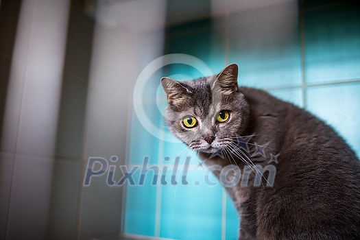 Sick cat waiting for treatment in cage of veterinarian clinic Sick cat waiting for treatment in cage of veterinarian clinic
