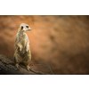 Watchful meerkat standing guard