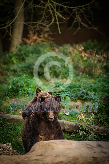Brown bear (Ursus arctos) Brown bear (Ursus arctos)