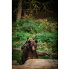 Brown bear (Ursus arctos)