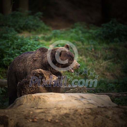 Brown bear (Ursus arctos) Brown bear (Ursus arctos)
