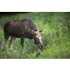 European Moose, Alces alces, also known as the elk