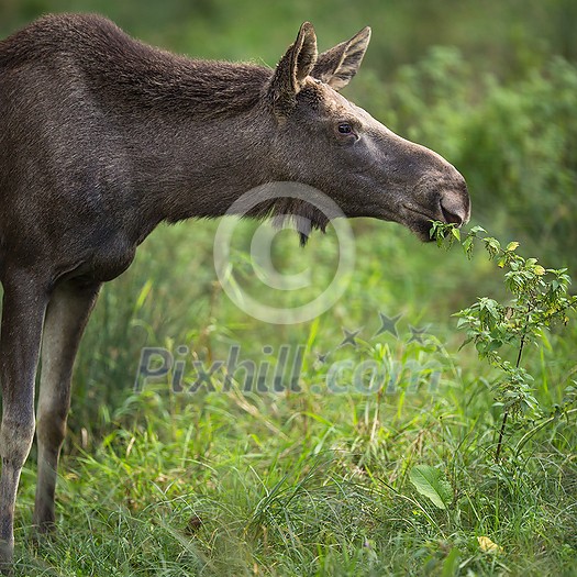 European Moose, Alces alces, also known as the elk European Moose, Alces alces, also known as the elk