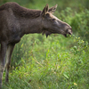 European Moose, Alces alces, also known as the elk