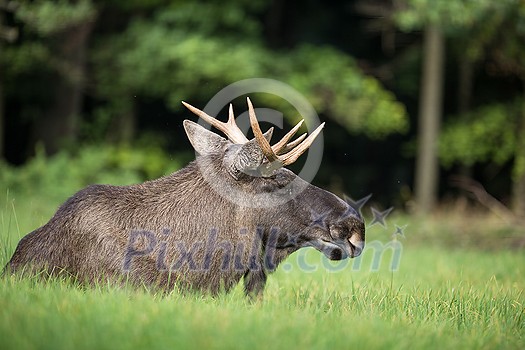 European Moose, Alces alces, also known as the elk European Moose, Alces alces, also known as the elk