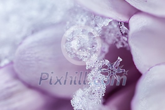 Snowflakes, ice and frost on a pink flower petal.