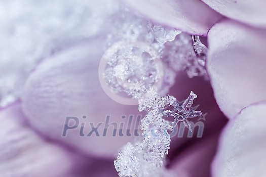 Snowflakes, ice and frost on a pink flower petal. Snowflakes, ice and frost on a pink flower petal.