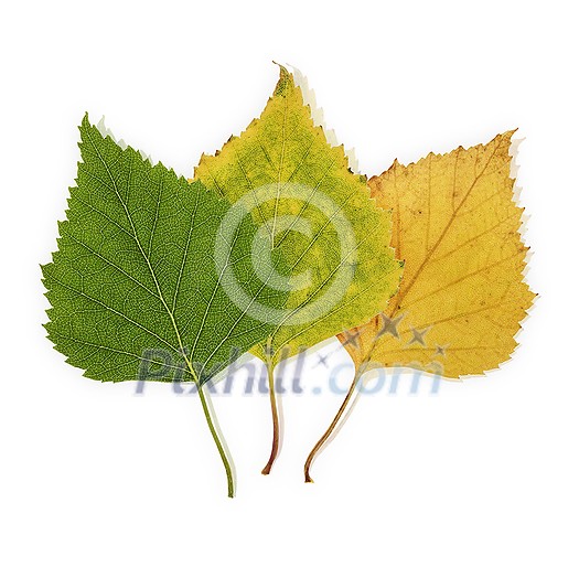 Isolated Green & Yellow Birch Leaves against white background.