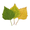 Isolated Green & Yellow Birch Leaves against white background.