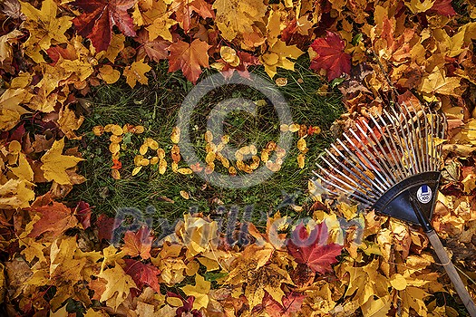 Maple leaves and branches shaped as letters Maple leaves and branches shaped as letters