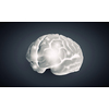 Science image with human brain on gray background