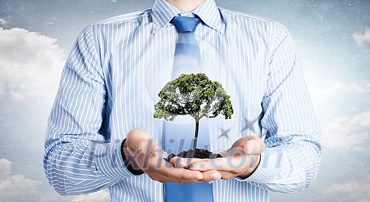 Tree in palms as a symbol of nature protection Tree in palms as a symbol of nature protection