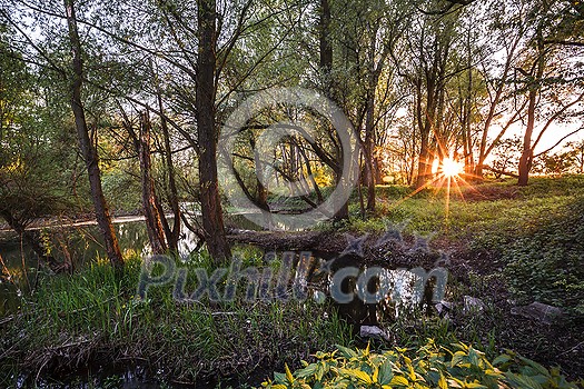 Beautiful riparian forest scenery on a lovely summer evening Beautiful riparian forest scenery on a lovely summer evening