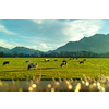Spring landscape with cows are grazing on a green pasture on the background of mountains and blue cloudy sky. Farming and ecological food concept.