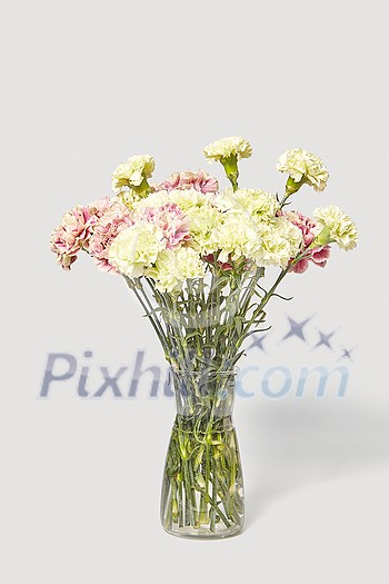 Big bouquet of freshly picked beautiful carnation flowers white and pink in a glass vase on a light grey background with soft shadows, copy space. Congratulation card.