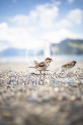 House sparrow (Passer domesticus) being cute