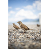 House sparrow (Passer domesticus)