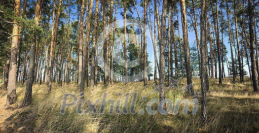 Splendid pine forest panoramic image - pine trees and high grass lit by warm evening light (huge resolution file)