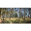 Splendid pine forest panoramic image - pine trees and high grass lit by warm evening light (huge resolution file)