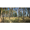 Splendid pine forest panoramic image - pine trees and high grass lit by warm evening light (huge resolution file)