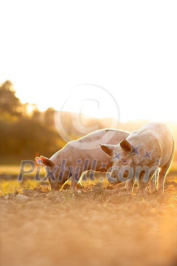 Pigs eating on a meadow in an organic meat farm - wide angle lens shot Pigs eating on a meadow in an organic meat farm - wide angle lens shot