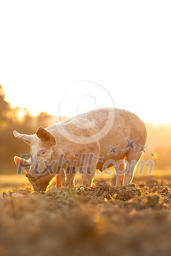 Pigs eating on a meadow in an organic meat farm - wide angle lens shot Pigs eating on a meadow in an organic meat farm - wide angle lens shot