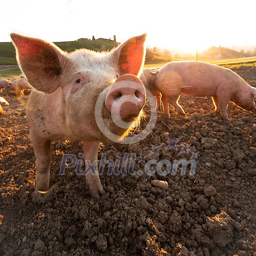 Pigs eating on a meadow in an organic meat farm - wide angle lens shot Pigs eating on a meadow in an organic meat farm - wide angle lens shot
