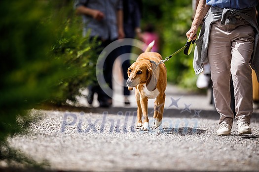Cute old dog being walked by his master