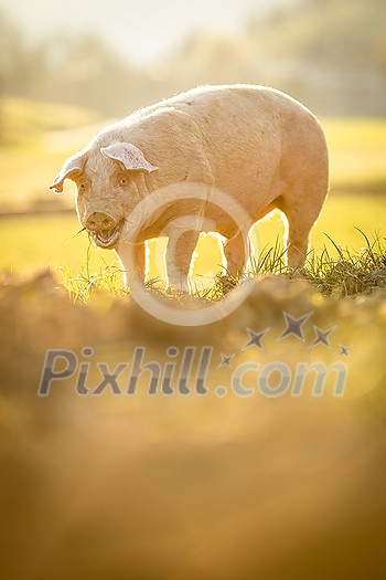 Pigs eating on a meadow in an organic meat farm - wide angle lens shot
