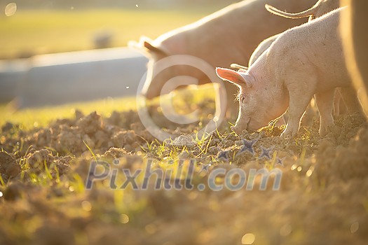 Pigs eating on a meadow in an organic meat farm - wide angle lens shot