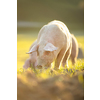 Pigs eating on a meadow in an organic meat farm - wide angle lens shot