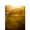 Pigs eating on a meadow in an organic meat farm - wide angle lens shot