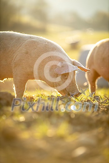 Pigs eating on a meadow in an organic meat farm - wide angle lens shot Pigs eating on a meadow in an organic meat farm - wide angle lens shot