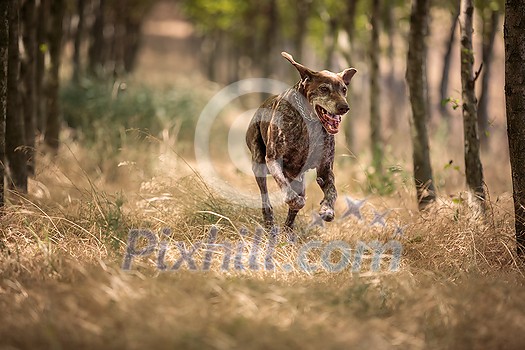 Hunting dog - Outdoor sports. Hunter's dog in the woods Hunting dog - Outdoor sports. Hunter's dog in the woods