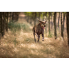 Hunting dog - Outdoor sports. Hunter's dog in the woods