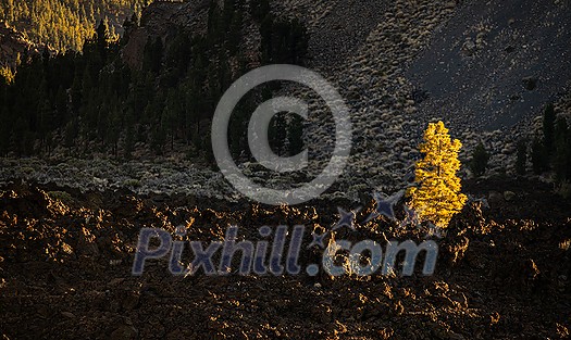 Colorful scenic landscape of moon rise in Tenerife national park of Teide. El Teide with moon rising by its side.