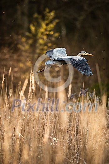 Grey Heron  (Ardea cinerea) - wildlife in its natural habitat