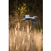 Grey Heron  (Ardea cinerea) - wildlife in its natural habitat