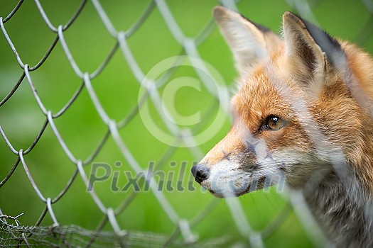 Red Fox (Vulpes vulpes) Red Fox (Vulpes vulpes)