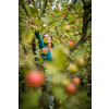 Cute young woman picking apples in an orchard having fun harvesting the ripe fruits of her family's labour(color toned image)