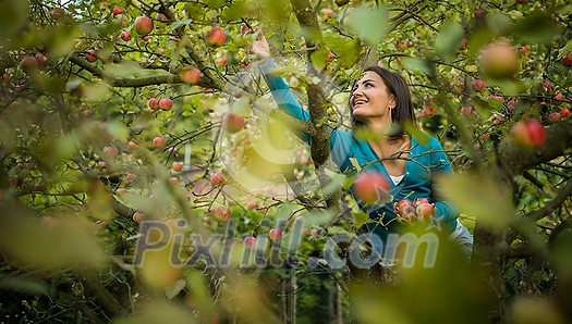 Cute young woman picking apples in an orchard having fun harvesting the ripe fruits of her family's labour(color toned image)