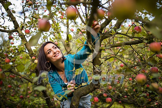 Cute young woman picking apples in an orchard having fun harvesting the ripe fruits of her family's labour(color toned image) Cute young woman picking apples in an orchard having fun harvesting the ripe fruits of her family's labour(color toned image)
