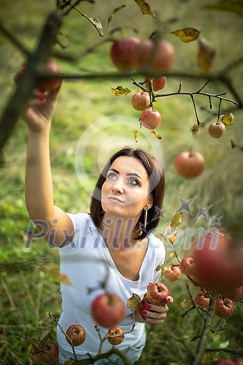Cute girl picking apples in an orchard having fun harvesting the ripe fruits of her family's labour (color toned image)