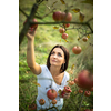 Cute girl picking apples in an orchard having fun harvesting the ripe fruits of her family's labour (color toned image)