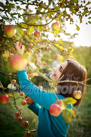 Cute young woman picking apples in an orchard having fun harvesting the ripe fruits of her family's labour(color toned image) Cute young woman picking apples in an orchard having fun harvesting the ripe fruits of her family's labour(color toned image)