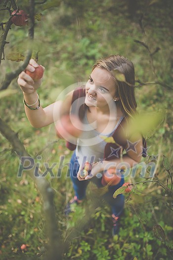 Cute girl picking apples in an orchard having fun harvesting the ripe fruits of her family's labour (color toned image) Cute girl picking apples in an orchard having fun harvesting the ripe fruits of her family's labour (color toned image)