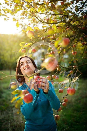 Cute young woman picking apples in an orchard having fun harvesting the ripe fruits of her family's labour(color toned image) Cute young woman picking apples in an orchard having fun harvesting the ripe fruits of her family's labour(color toned image)