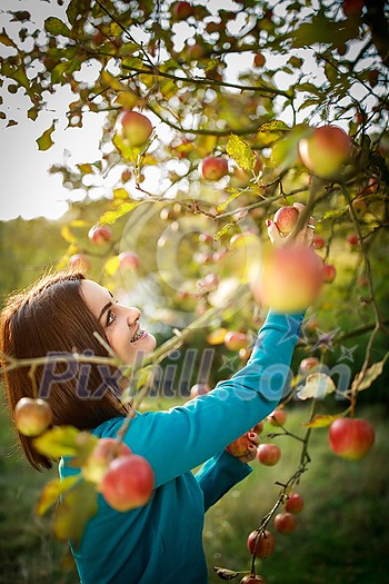 Cute young woman picking apples in an orchard having fun harvesting the ripe fruits of her family's labour(color toned image) Cute young woman picking apples in an orchard having fun harvesting the ripe fruits of her family's labour(color toned image)