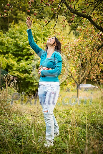 Cute young woman picking apples in an orchard having fun harvesting the ripe fruits of her family's labour(color toned image) Cute young woman picking apples in an orchard having fun harvesting the ripe fruits of her family's labour(color toned image)