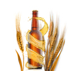 Creative composition from cold brown bottle with water drops, beer splash around and natural wheat ears on a white background, copy space. Refreshing alcohol drinks.